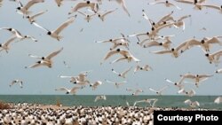 Kazakhstan's view of the Caspian