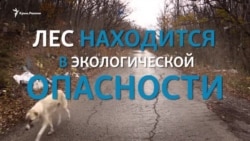Как Крым превращается в мусорную свалку (видео) Как Крым превращается в мусорную свалку (видео)