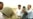 Taliban Says Korean Hostage Talks Fail