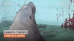 Как в калининградском зоопарке спасают старика-тюленя Как в калининградском зоопарке спасают старика-тюленя