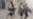 U.S.: Poll Finds Iraq War, Guantanamo Controversy Hurting Image Abroad