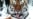 One Step Forward, One Step Back For Russia's Siberian Tigers