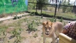 У сафарі-парку «Тайган» лев «душив» туристів в обіймах (відео) У сафарі-парку «Тайган» лев «душив» туристів в обіймах (відео)
