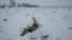 На месте крушения самолета Ан-148 в Раменском районе Московской области