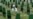 Reaching A Breaking Point Over Srebrenica