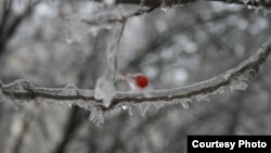 Так выглядят деревья под ледяными дождями