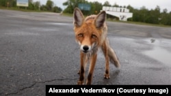 Чернобыльский лис Семен. Живет в городе Припять