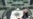 European States 'Colluded' With CIA Abductions