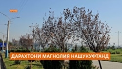 Мақомдорони Хуҷанд бовар доранд, ки магнолияҳои хушкида, рӯзе мешукуфанд Мақомдорони Хуҷанд бовар доранд, ки магнолияҳои хушкида, рӯзе мешукуфанд