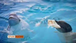 Почему нужно закрыть дельфинарии в Крыму? (видео) Почему нужно закрыть дельфинарии в Крыму? (видео)