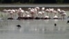 Flamingosi u Parku prirode Ulcinjska solana
