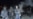 Violence Halts Bishkek Rallies