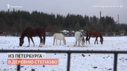 Спасти "Лошадкино". В Новгородской области из-за пандемии животным не хватает корма Спасти "Лошадкино". В Новгородской области из-за пандемии животным не хватает корма