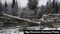 Вырубка сибирских лесов