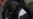 White Ribbons Against Genocide Denial