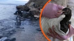 Мазут в Черном море «доплыл» до курортной зоны. Как в Крыму (не) борются с загрязнением воды Мазут в Черном море «доплыл» до курортной зоны. Как в Крыму (не) борются с загрязнением воды