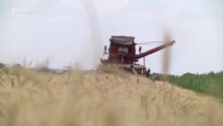 Молдавские фермеры остались без земли из-за замороженного конфликта в Приднестровье (видео) Молдавские фермеры остались без земли из-за замороженного конфликта в Приднестровье (видео)