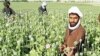U.S. Praises Afghan Poppy Progress, Urges More Effort