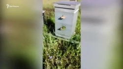 Массовая гибель пчел в Татарстане Массовая гибель пчел в Татарстане