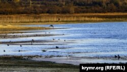Альминское водохранилище: птицы на обмелевших берегах (фотогалерея)