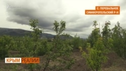 Как крымчане выращивали фрукты без воды? | Крым.Реалии ТВ (видео) Как крымчане выращивали фрукты без воды? | Крым.Реалии ТВ (видео)