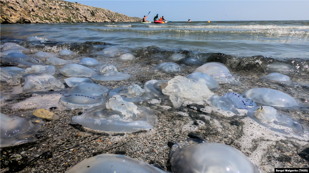 На курортах Азовського моря в Криму на відпочивальників чекала інша проблема – навала медуз. У серпні кількість цих водних мешканців просто зашкалювала, однак ця проблема з'явилася ще в липні. Тоді відпочивальники повідомляли про те, що деякі екземпляри досягають 40 сантиметрів у діаметрі і мають фіолетовий відтінок.   На фото: пляж у селі Мисове Ленінського району, 28 серпня