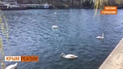 Что делают немцы на карантине? | Крым.Реалии ТВ (видео) Что делают немцы на карантине? | Крым.Реалии ТВ (видео)