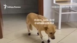 Сибирские ветеринары спасли собаку и сделали ей уникальные протезы Сибирские ветеринары спасли собаку и сделали ей уникальные протезы