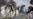 New Afghan Riots Over Koran Plan