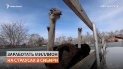 Фермер решил выращивать страусов в Сибири Фермер решил выращивать страусов в Сибири