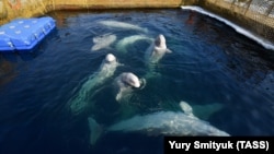 The marine animals, which routinely travel tens of kilometers a day in the wild, have been kept in small pens -- as these belugas are.
