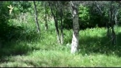 Иркутск. Нашествие черных червей  Иркутск. Нашествие черных червей
