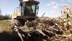 «Глобальна проблема»: агроном з Криму розповів про водний колапс (відео) «Глобальна проблема»: агроном з Криму розповів про водний колапс (відео)