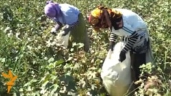 Turkmen Cotton Picking In Lebap Province Turkmen Cotton Picking In Lebap Province
