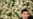 Berdymukhammedov Set To Prolong Rule In Turkmen Presidential Election