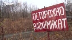 Камчатка: расследование отравления животных в Авачинском заливе (видео) Камчатка: расследование отравления животных в Авачинском заливе (видео)