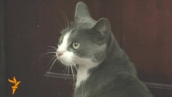 Cat Caught Smuggling Cannabis Into Moldovan Prison Cat Caught Smuggling Cannabis Into Moldovan Prison