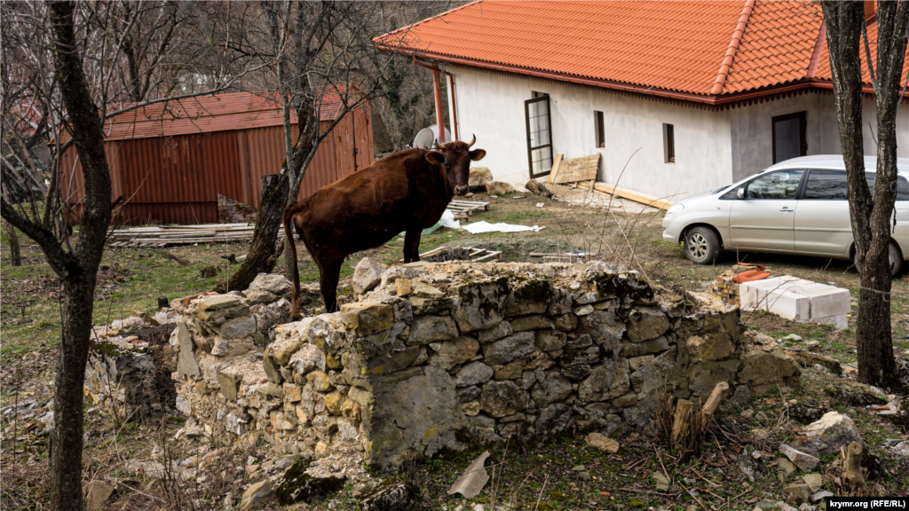 Корова взобралась на остатки каменного строения 