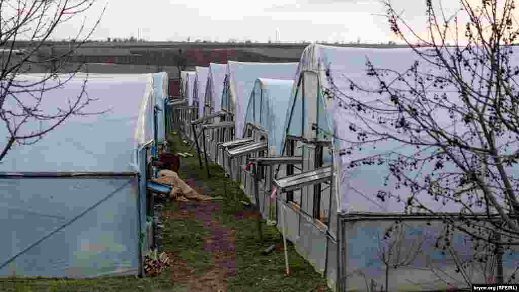По словам местных тепличников, наибольший ущерб им наносит шквальный штормовой ветер, который может легко «расправиться» с любой пленкой на теплице