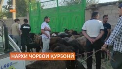 Дар Кӯлоб нархи як гӯсфанди қурбонӣ то 2800 сомонӣ боло рафтааст Дар Кӯлоб нархи як гӯсфанди қурбонӣ то 2800 сомонӣ боло рафтааст
