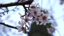 Весна в Гурзуфі (відео) Весна в Гурзуфі (відео)