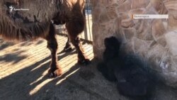 В сафари-парке «Тайган» родились верблюжата (видео) В сафари-парке «Тайган» родились верблюжата (видео)
