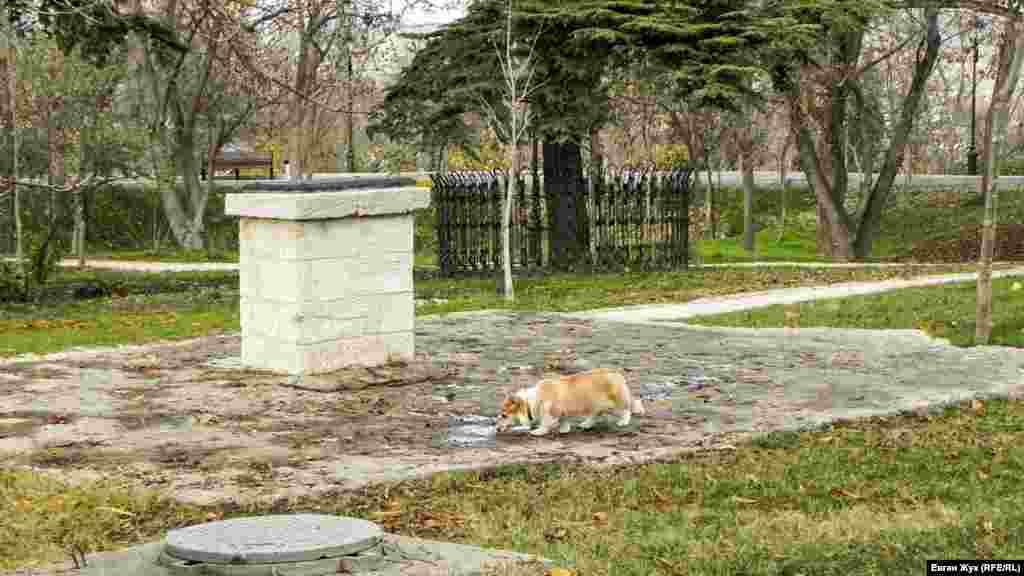 Домашняя собака пьет воду из лужицы – на днях в Севастополе прошли дожди
