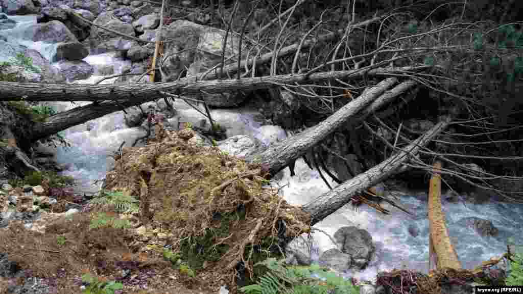 Большая вода погубила не одно дерево в Уч-Коше. В былые засушливые годы местность вокруг ущелья больше и чаще страдала от другой напасти – лесных пожаров