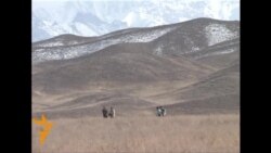 Old Tractor Much In Demand With Kyrgyz Farmers Old Tractor Much In Demand With Kyrgyz Farmers