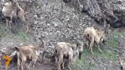 Морхӯрҳои Тоҷикистон бештар шудаанд Морхӯрҳои Тоҷикистон бештар шудаанд