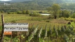Виноград под надзором полиции. Как собирают урожай в Грузии (видео) Виноград под надзором полиции. Как собирают урожай в Грузии (видео)