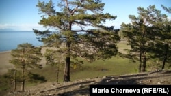 Шаманский лес на острове Ольхон