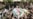 Profile Of A Sunni Extremist Group