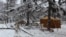 Nivkhi Sakhalin